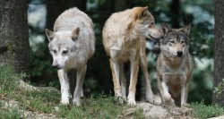 El PP insta a proteger al ganadero del lobo, el PSOE les exige no manipular al sector y Vox critica a ambos
