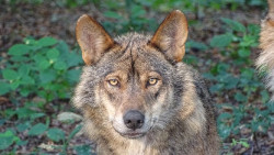 El PP presenta una moci&oacute;n en el Senado para que el Gobierno de Espa&ntilde;a excluya al lobo del LESPRE