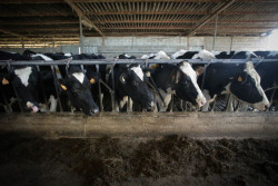 El precio de la leche recogida en Cantabria cae un 10,4% en 2024