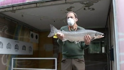 El primer salm&oacute;n de la temporada capturado en Asturias, el `campanu`, pesa 5,3 kilos