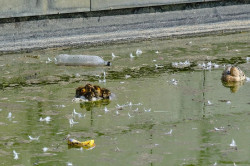 El PSOE de Santander denuncia el "abandono" del parque de Las Llamas, "con gaviotas muertas y el estanque insalubre"