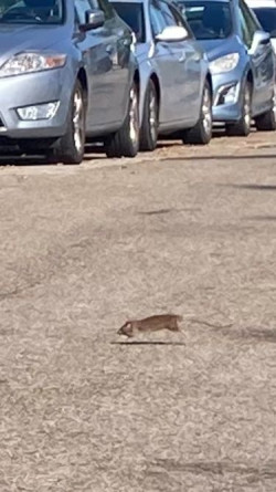 El PSOE denuncia que las ratas "han invadido" Santander y "campan a sus anchas"