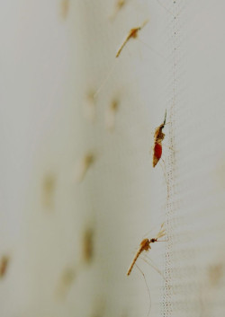 El riesgo de malaria es m&aacute;s alto al anochecer, seg&uacute;n un nuevo estudio