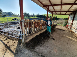 El TS deniega la incapacidad a un ganadero cántabro con secuelas en la rodilla tras un accidente laboral