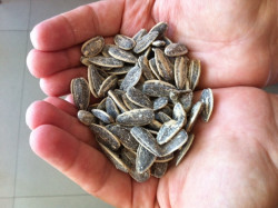 El verano de las tres “Pés”