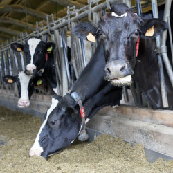 El virus Shamonda, que afecta a la ganader&iacute;a, tiene una probabilidad "alta" de llegar a Cantabria