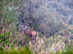 Empezó la gran berrea política en Cantabria  Por Carlos Magdalena