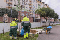 Empieza la plantación de árboles frutales en colegios de Torrelavega