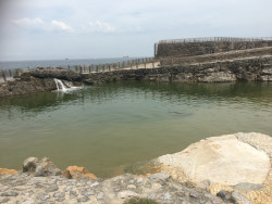 En recuerdo de Lucas, el león marino. Por Carlos Magdalena