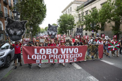 Entidades animalistas denuncian el "grave" retroceso del lobo al ser objeto de caza: "El Congreso nos ha traicionado"