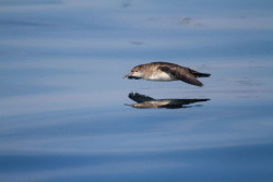 Espa&ntilde;a, Francia, Grecia, Malta y Portugal se unen a pescadores y ONG para reducir la captura accidental de aves marinas