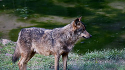 España no es lugar para lobos: por qué este animal está en peligro también en Cantabria