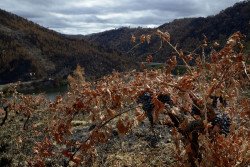 Espa&ntilde;a pide formalmente a Bruselas la activaci&oacute;n de la reserva de crisis tras los incendios