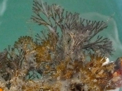 Estudian un invertebrado marino para mejorar los tratamientos contra el c&aacute;ncer, el Alzheimer y el VIH/sida