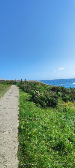 Finalizan los trabajos para eliminar flora invasora en el islote de la Virgen del Mar