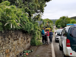 Fomento hará "lo que digan los técnicos" sobre la tala del magnolio en Galizano