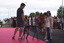Fracasa el `Ad&oacute;ptame` de Pi&eacute;lagos solo se adoptan tres perros