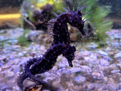 Fundación Naturaleza y Hombre busca colaboración para el registro de caballitos de mar