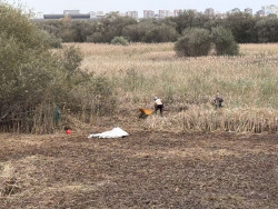 Fundaci&oacute;n Naturaleza y Hombre contin&uacute;a su campa&ntilde;a de control de especies invasoras en la Marisma de Alday
