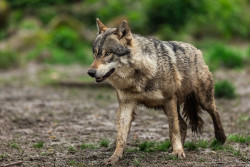 Ganaderos piden al MITECO activar las mesas sectoriales del lobo tras la propuesta de Bruselas de rebajar su protecci&oacute;n