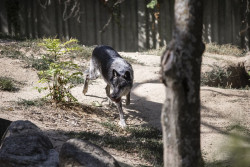 Ganaderos y cazadores celebran la rebaja de protecci&oacute;n al lobo y ecologistas avanzan iniciativas para devolv&eacute;rsela