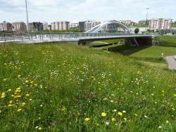 Gema Igual comunica a la empresa de Parques y Jardines, que deberá pagar 48.000 euros por incumplimientos