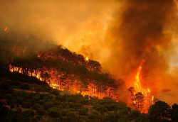 Greenpeace pide al Gobierno 1.000 millones de euros al a&ntilde;o para prevenci&oacute;n y gesti&oacute;n del paisaje forestal