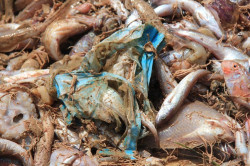 Grupo Consorcio y Fundaci&oacute;n Ecoalf firman un acuerdo para proteger los oc&eacute;anos