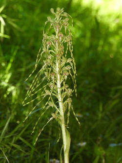 Hallada en el campus de la UC una nueva especie de orquídea propia del mediterráneo