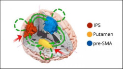 Hallan la pieza que faltaba para explicar la red multitarea del cerebro