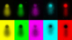 Hallan un mecanismo que permite comprender cómo las células copian su ADN de forma segura y ordenada