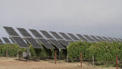 Iberdrola construir&aacute; en &Aacute;lava la primera agrovoltaica para potenciar el cultivo de manzanas en Pa&iacute;s Vasco