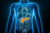Identificada una mol&eacute;cula que protege al p&aacute;ncreas de la toxicidad asociada a la diabetes tipo 2