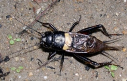 Iglesias y&nbsp;el salto del grillo&nbsp;