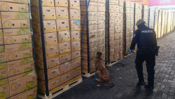 Incautadas en Guayaquil 1,2 toneladas de coca&iacute;na impregnada en cajas de fruta con destino a Espa&ntilde;a