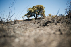 Ingenieros, ecologistas y bomberos, tras el fuego de M&eacute;ntrida (Toledo): "Un monte gestionado no arde"