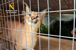 Intervenidos en Santiurde de Toranzo dos linces protegidos vendidos de forma ilegal