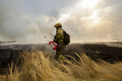 Invertir en prevenci&oacute;n, clave para luchar contra los grandes incendios forestales, seg&uacute;n Greenpeace y WWF