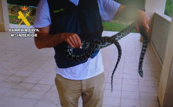 Investigado por tener en su vivienda de Santander una pitón que se escapó por una ventana