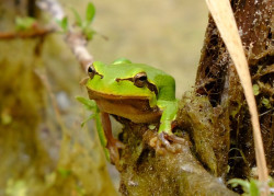 Investigadores de Oviedo y Do&ntilde;ana examinan el envejecimiento de las ranas de Chern&oacute;bil