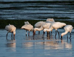Investigadores desarrollan un modelo hidrol&oacute;gico que predice el comportamiento de las aves migratorias