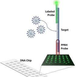  Investigadores españoles diseñan un nuevo método para detectar la COVID-19 que es "más rápido" que una PCR