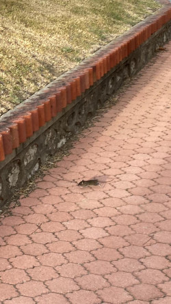 La alcaldesa de Santander dice que "hay más ratas" porque se las persigue más