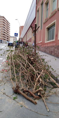 La alcaldesa se "carga" docena de morenas junto al Colegio de los Escolapios