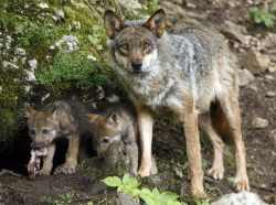 La AN admite a tr&aacute;mite el recurso de asociaciones de ganaderos en contra de la prohibici&oacute;n de cazar lobos en Espa&ntilde;a