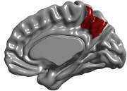 La anatom&iacute;a de la regi&oacute;n cerebral encargada de la percepci&oacute;n corporal, consciencia y memoria se define antes de nacer