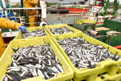  La costera de la anchoa se reducirá un 7% en 2025 en el Cantábrico Noroeste