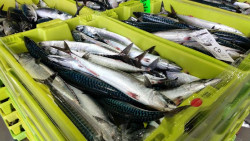 La costera del verdel en Cantabria y A Coruña se abre este viernes para buques distintos a arrastre y cerco