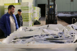 La cuota de caballa de Cantabria se amplía a 3,29 toneladas para las artes que no sean arrastre y cerco