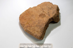 La excavación en Los Azogues saca a la luz restos de cetáceos que podían probar la caza de la ballena en Santander